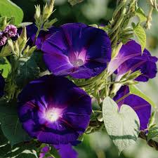 Image result for Ipomoea purpurea
