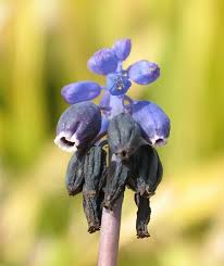 Attēlu rezultāti vaicājumam “Muscari neglectum flower”