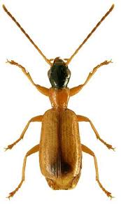 Attēlu rezultāti vaicājumam “Calodromius spilotus”