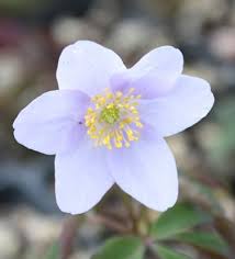Attēlu rezultāti vaicājumam “Anemone nemorosa”