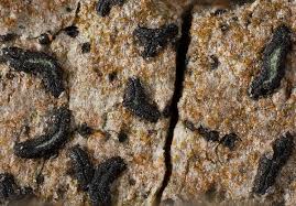 Attēlu rezultāti vaicājumam “Alyxoria varia”