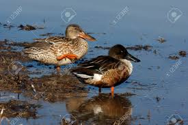 Attēlu rezultāti vaicājumam “Anas clypeata male”