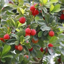 Attēlu rezultāti vaicājumam “Myrica gale fruit”