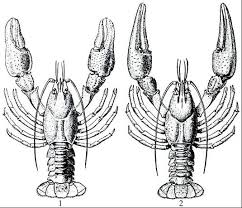 Attēlu rezultāti vaicājumam “Astacus astacus”