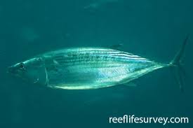 Image result for Sarda sarda