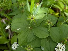 Attēlu rezultāti vaicājumam “Paris quadrifolia flower”