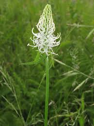 Attēlu rezultāti vaicājumam “Phyteuma spicatum leaf”