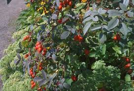 Attēlu rezultāti vaicājumam “Rosa glauca”