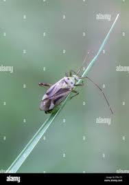 Attēlu rezultāti vaicājumam “Adelphocoris quadripunctatus”