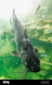 Image result for Ictalurus furcatus