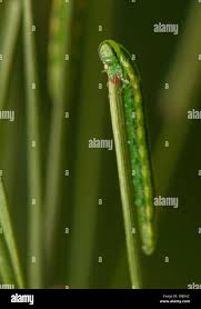 Attēlu rezultāti vaicājumam “Gilpinia”