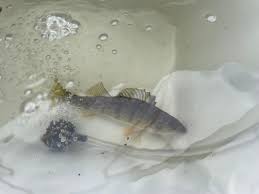 Image result for Tautogolabrus adspersus