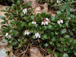 Attēlu rezultāti vaicājumam “Exobasidium uvae-ursi”