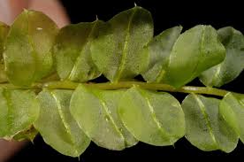 Attēlu rezultāti vaicājumam “Plagiomnium elatum”