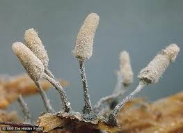 Attēlu rezultāti vaicājumam “Arcyria affinis spores”