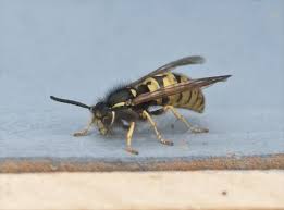 Attēlu rezultāti vaicājumam “Vespula rufa”