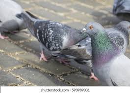 Attēlu rezultāti vaicājumam “Columba livia f. domestica”