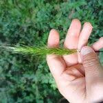 Attēlu rezultāti vaicājumam “Hordelymus europaeus fruit”