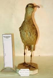 Image result for Numenius borealis