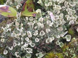 Attēlu rezultāti vaicājumam “Cladonia pyxidata”
