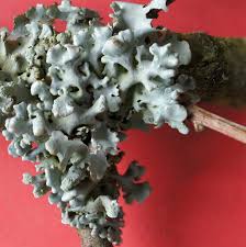 Attēlu rezultāti vaicājumam “Hypogymnia tubulosa”