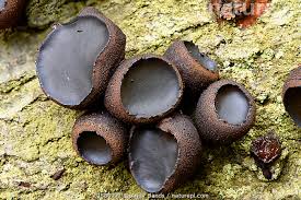 Attēlu rezultāti vaicājumam “Bulgaria inquinans”