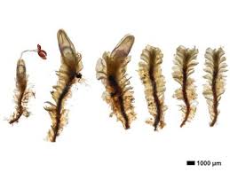 Attēlu rezultāti vaicājumam “Lophozia excisa”