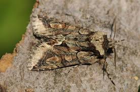 Attēlu rezultāti vaicājumam “Allophyes oxyacanthae”