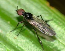 Attēlu rezultāti vaicājumam “Bibionidae”