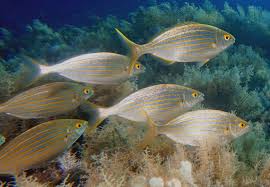 Image result for Sarpa salpa