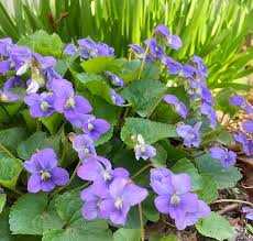 Attēlu rezultāti vaicājumam “Viola sororia”