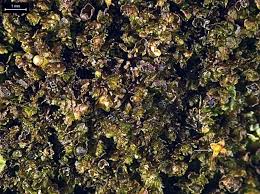 Attēlu rezultāti vaicājumam “Frullania fragilifolia”
