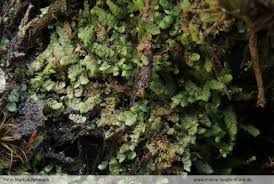 Attēlu rezultāti vaicājumam “Calypogeia neesiana”