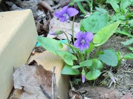 Attēlu rezultāti vaicājumam “Viola riviniana fruit”