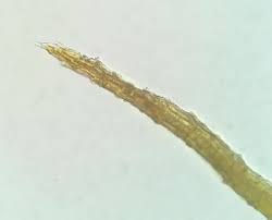 Attēlu rezultāti vaicājumam “Pleuridium subulatum”