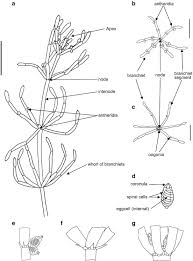 Attēlu rezultāti vaicājumam “Chara intermedia male”