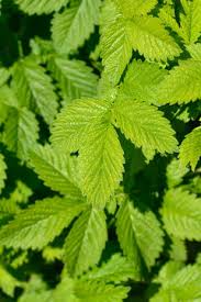 Attēlu rezultāti vaicājumam “Agrimonia eupatoria leaf”