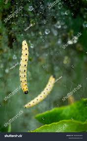 Attēlu rezultāti vaicājumam “Yponomeuta malinellus / cagnagella larva”