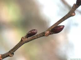Attēlu rezultāti vaicājumam “Alnus glutinosa bud”