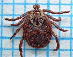 Attēlu rezultāti vaicājumam “Dermacentor reticulatus female”