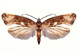 Attēlu rezultāti vaicājumam “Plutellidae”