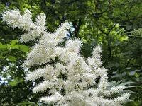 Attēlu rezultāti vaicājumam “Sorbaria sorbifolia flower”