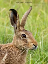 Attēlu rezultāti vaicājumam “Lepus europaeus adult”