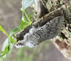 Attēlu rezultāti vaicājumam “Cerura vinula imago”