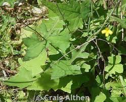 Attēlu rezultāti vaicājumam “Mycelis muralis leaf”