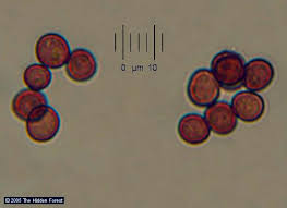 Attēlu rezultāti vaicājumam “Physarum cinereum macro”