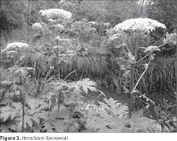 Attēlu rezultāti vaicājumam “Heracleum sosnowskyi fruit”