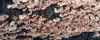 Attēlu rezultāti vaicājumam “Antrodiella semisupina”