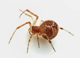 Attēlu rezultāti vaicājumam “Theridiidae”