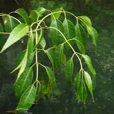 Attēlu rezultāti vaicājumam “Fraxinus pennsylvanica fruit”
